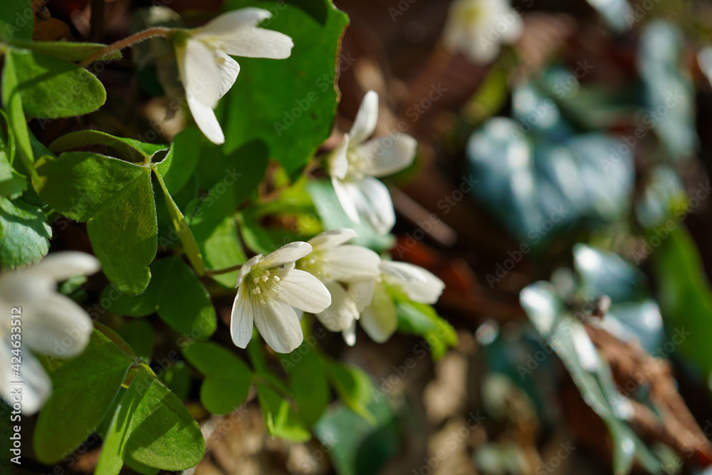ミヤマカタバミの花 木漏れ日 春 ミヤマカタバミの花 木漏れ日 春