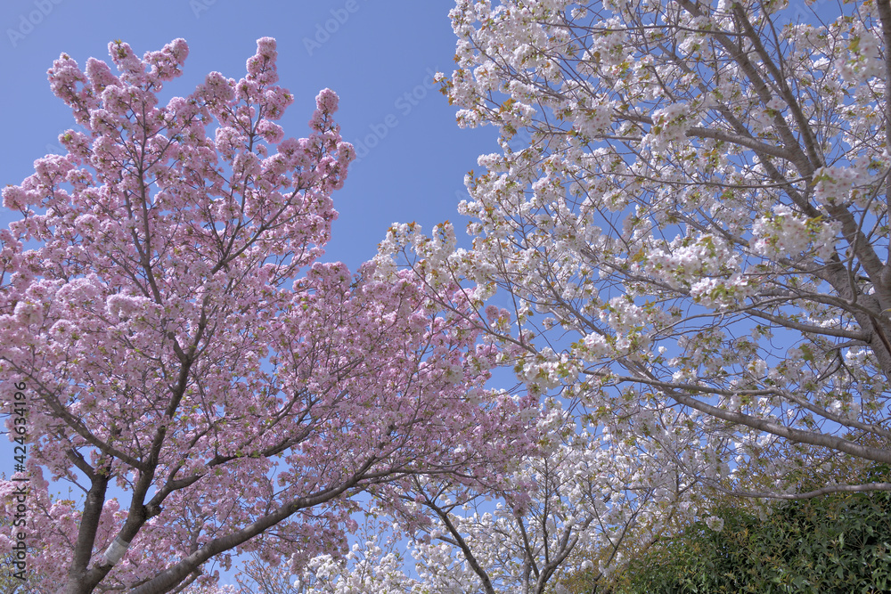 White cherry blossoms, pink cherry blossoms and blue sky White cherry blossoms, pink cherry blossoms and blue sky