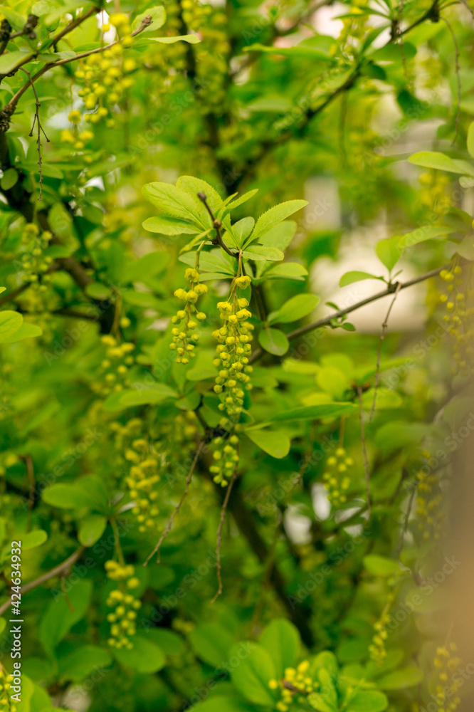 Blooming barberry bush in the spring garden. Blooming barberry bush in the spring garden.