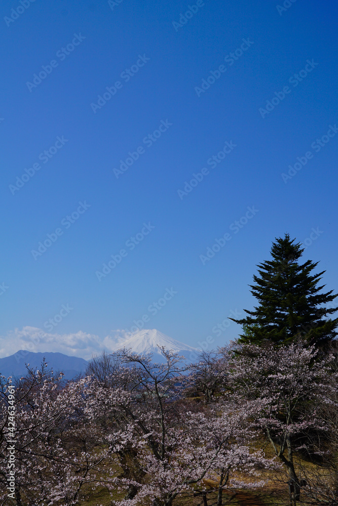 岩殿山の山頂付近　春の風景