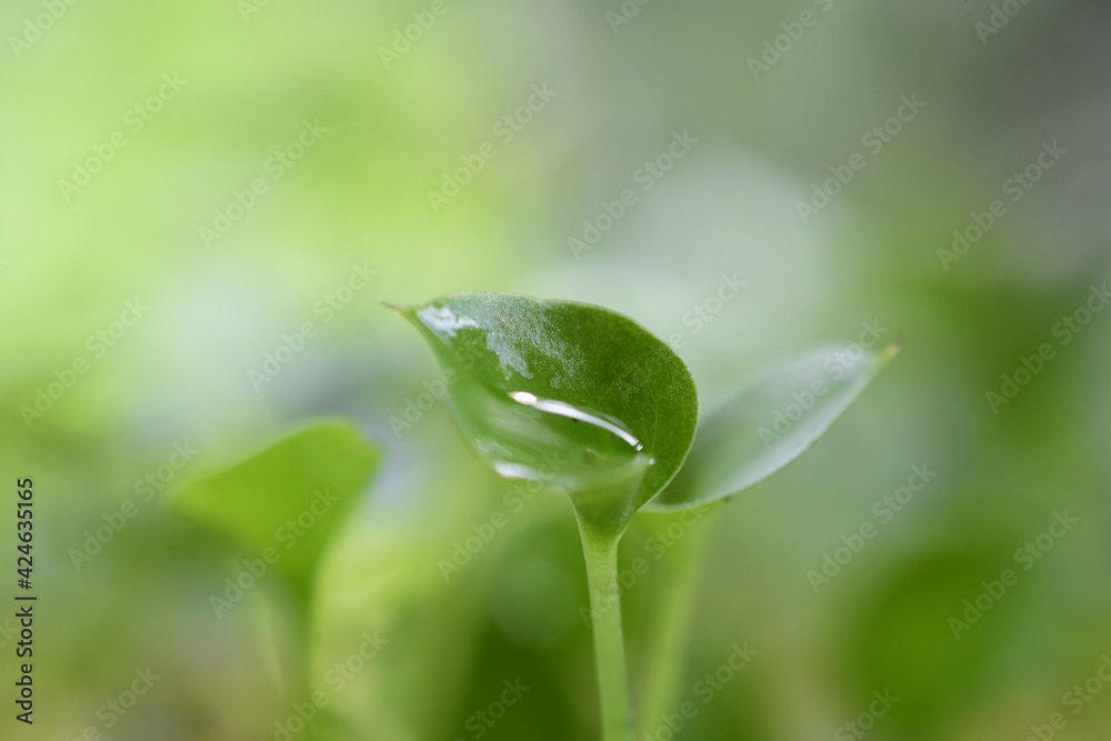 Young leaves grow in spring, closeup. HD image Young leaves grow in spring, closeup. HD image