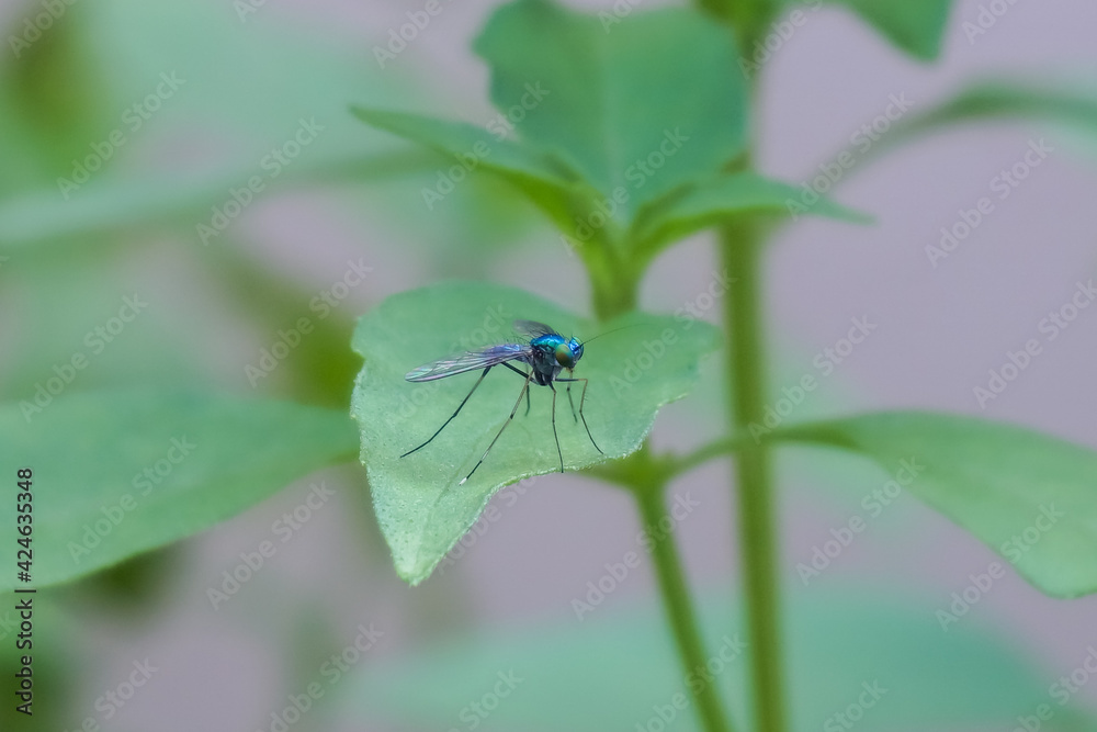 Small insects are clinging to the leaves. Small insects are clinging to the leaves.