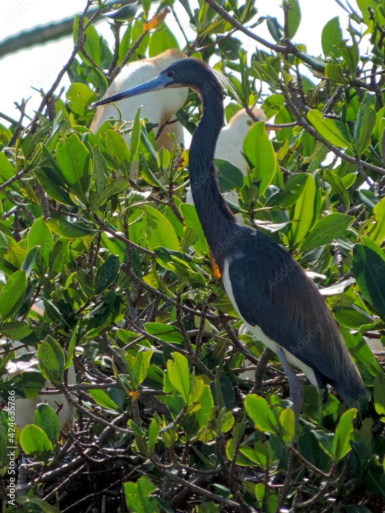 Obraz premium Little Blue Heron / Egretta caerulea 
