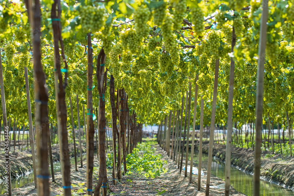 Fototapeta premium Vineyard field, Bunches of ripe green grapes in the vineyard farm, Ripe green grapes ready for harvest. Agriculture grape farm, Selective focus.