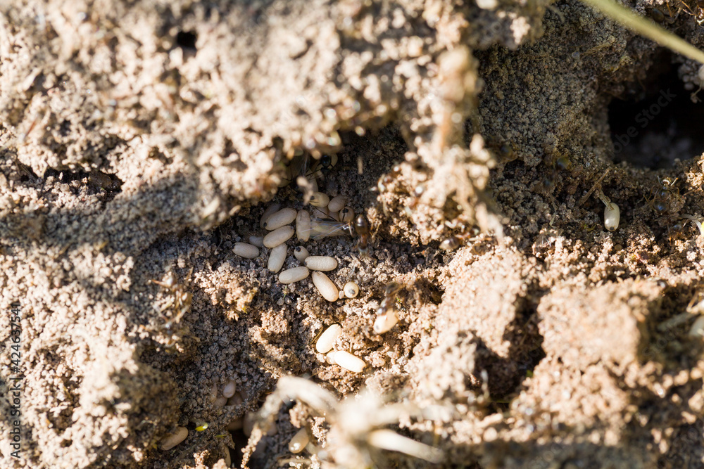 ants crawling on the sand in the summer ants crawling on the sand in the summer