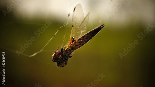 Spider caught dragonfly in a web