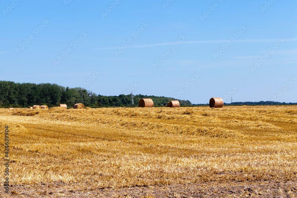 Fototapeta premium golden wheat straw is dry and prickly