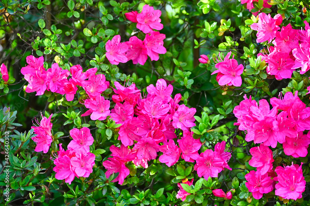咲いてきた赤いつつじの花 咲いてきた赤いつつじの花