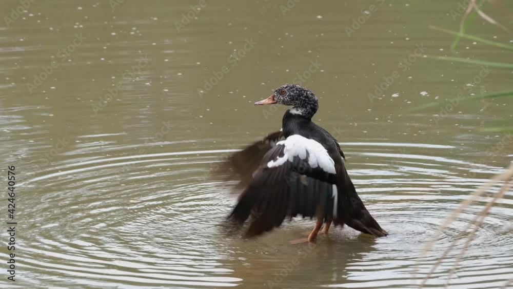 White-winged Duck, Asarcornis scutulata, Thailand; spreading and flapping its wings to cool itself down after a bath during a hot summer day. White-winged Duck, Asarcornis scutulata, Thailand; spreading and flapping its wings to cool itself down after a bath during a hot summer day.
