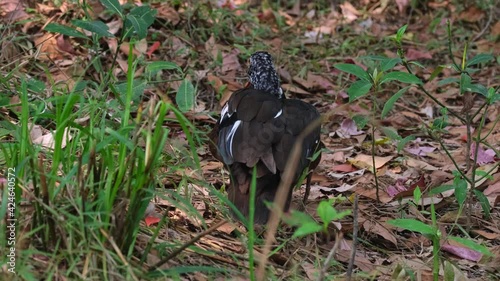 White-winged Duck, Asarcornis scutulata, Thailand; seen from its back preening its wings and front side as it is resting under trees during a very hot summer day. photo