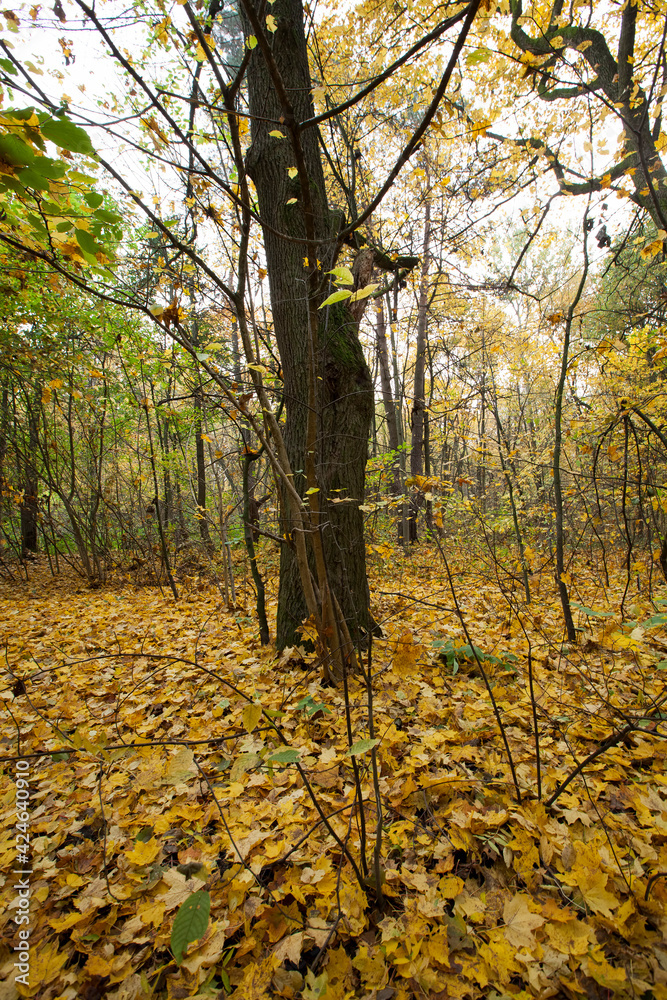 Obraz premium deciduous trees in the autumn season during leaf fall