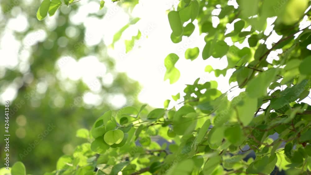 Leaves of tree swaying with wind. Beautiful Nature background tree, sky and sun rise. Slow motion
Leaves of tree swaying with wind. Beautiful Nature background tree, sky and sun rise. Slow motion