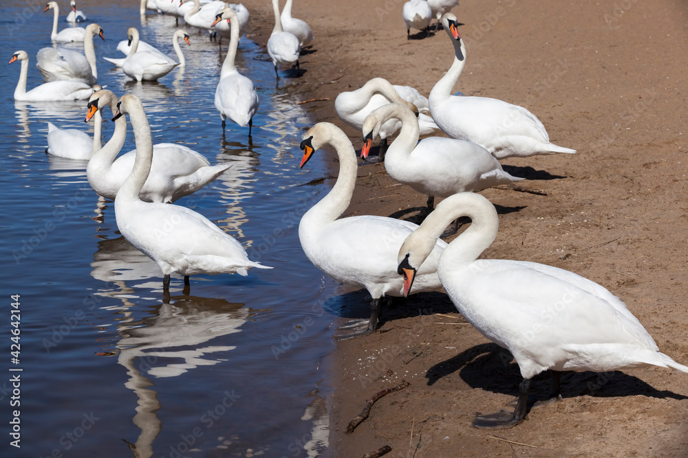 lake or river with swans that came ashore lake or river with swans that came ashore