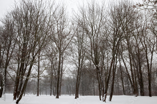 cold winter weather in the park or forest in frosts