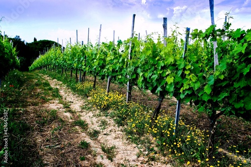 Wine grape vines – Sangiovese (Prugnolo gentile), Canaiolo Nero, in Tuscany used to make the red wine Vino di Montepulciano. photo