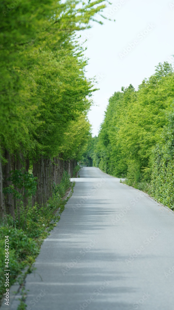 The road view surrouded by the green plant in the park