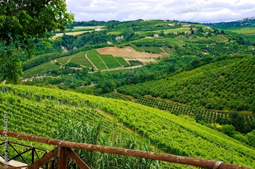 Scenic view of hill and valley of wine grape vineyards in the  Piedmont region of Italy growing Nebiolo, Barbera, and Dolcetto. photo