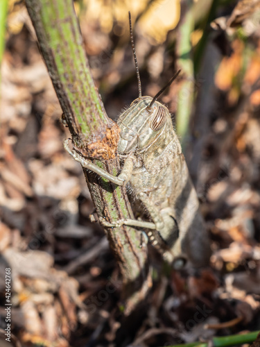 Close-up of a brown grasshopper or Caelifera camouflaged in its natural environment among leaves and branches