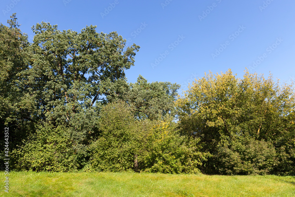 Obraz premium landscape of deciduous trees in the autumn season
