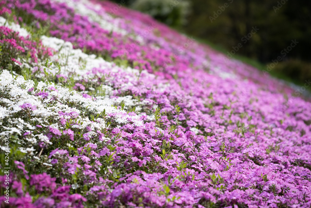 Obraz premium 満開の芝桜のお花畑は濃いピンク色の花がいっぱい