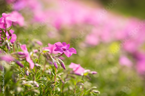 満開の芝桜のお花畑に人のような花をみつけた