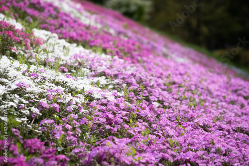 満開の芝桜のお花畑は濃いピンク色の花がいっぱい