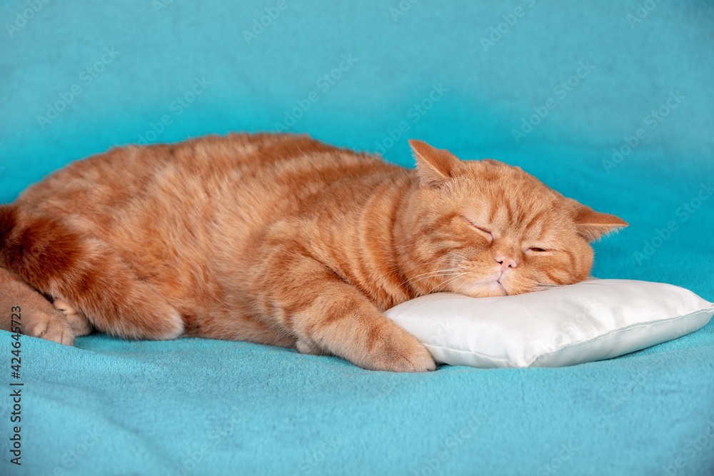 Funny red British shorthair cat sleeping in bed on a small pillow