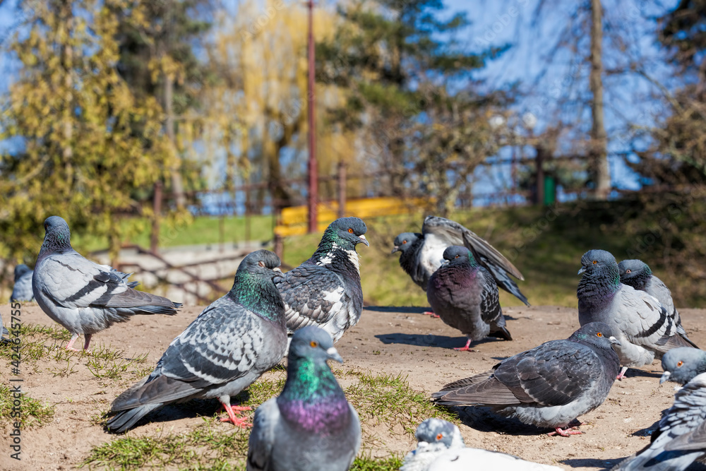 Fototapeta premium hungry pigeons living in the city