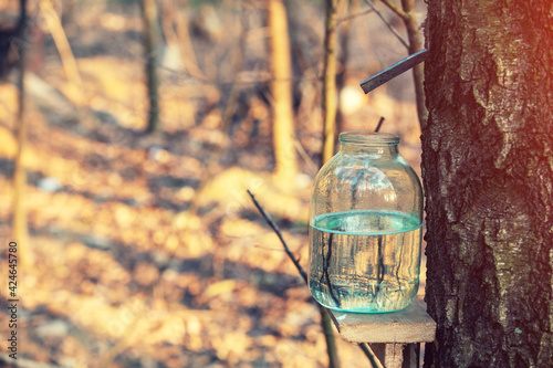Harvesting of birch water in a jar in the forest © Mykhailo
