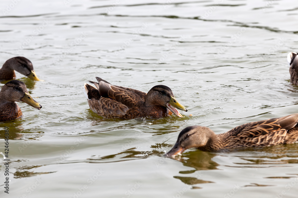 wild waterfowl ducks near their habitat, natural environment wild waterfowl ducks near their habitat, natural environment