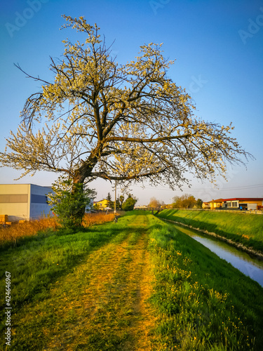 Cherry tree in bloom along the Muson dei Sassi stream, Camposampiero - Padua, Italy