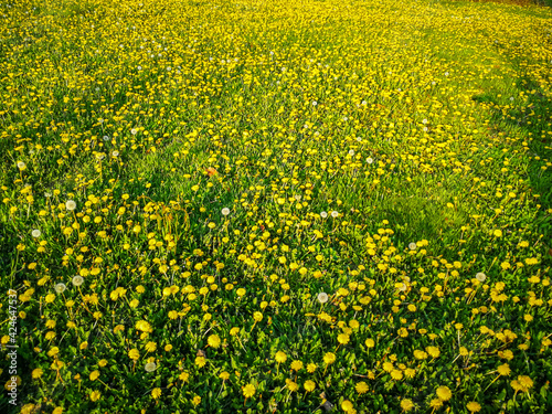 Background with field of yellow dandelion flowers