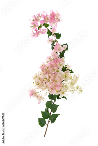 Fotobehang Pink blooming bougainvillea on white background isolated