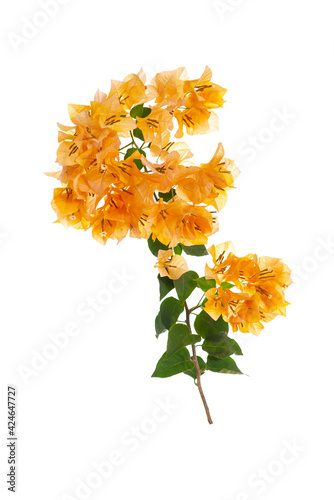 Tableau sur toile Yellow blooming bougainvillea on white background isolated