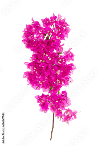 Leinwand Poster Pink blooming bougainvillea on white background isolated