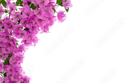 Fotografia Pink blooming bougainvillea on white background isolated
