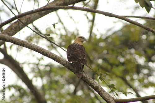 hawk