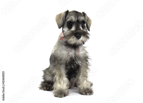 Schnauzer puppy with White background