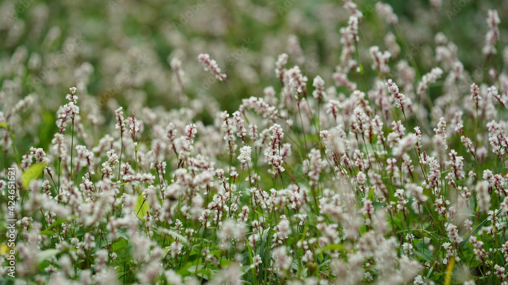 The beautiful flowers blooming in the park in summer The beautiful flowers blooming in the park in summer