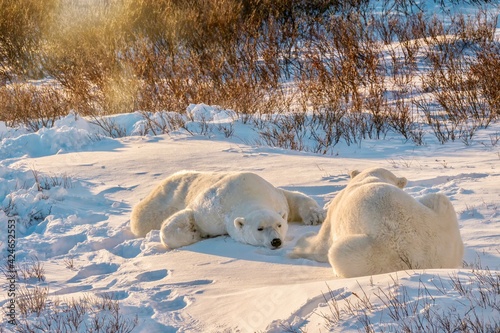 Two adult wild polar bears lying flat on the snow together in the morning sun  in the willows of Churchill  Manitoba  Canada.
