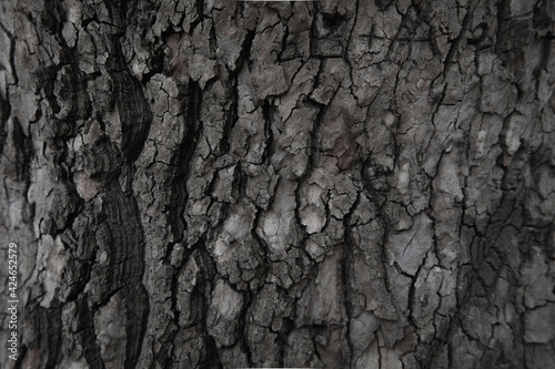 Texture of the tree background