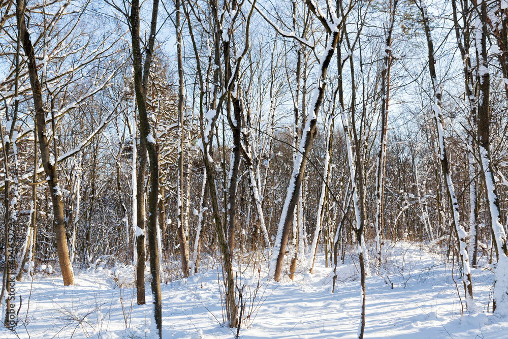 different breeds of deciduous trees without foliage different breeds of deciduous trees without foliage