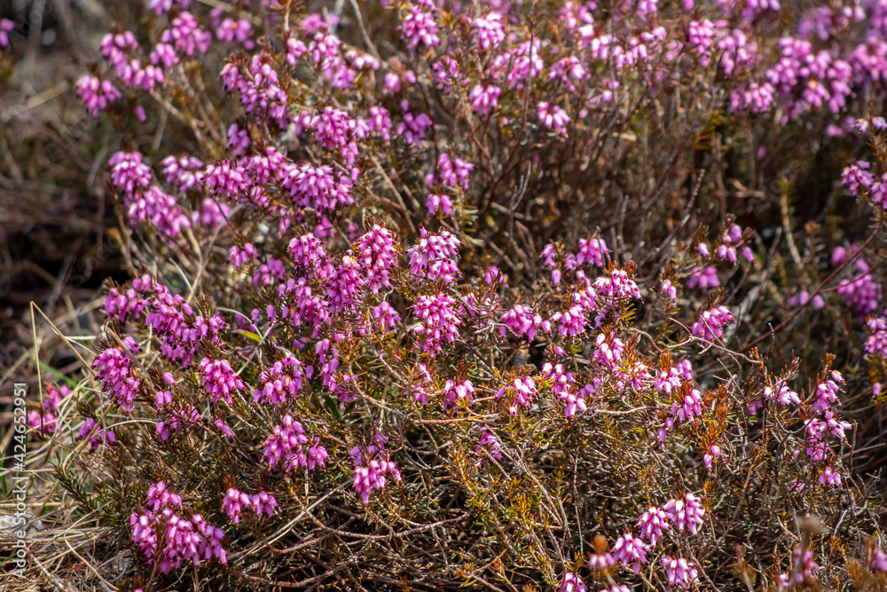 Obraz premium Erica carnea growing in mountains, close up