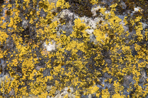 lichen on stone
