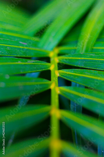 flowers and patterns