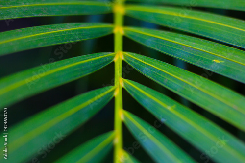 flowers and patterns