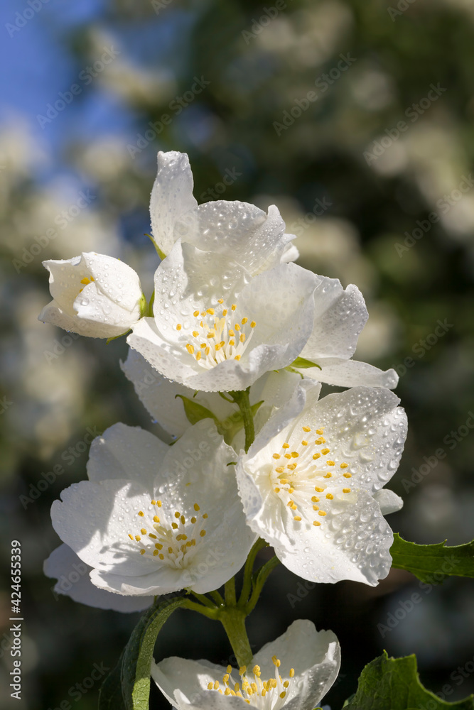 Obraz premium white fragrant jasmine flowers covered with water drops