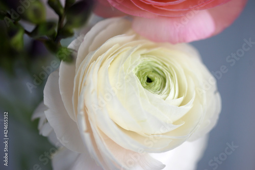 Beautiful bouquet with spring ranunculus and freesias