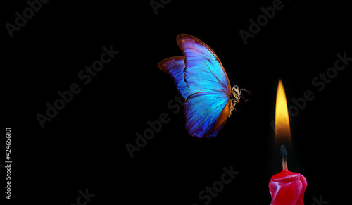 butterfly flying into the light of a candle. bright tropical morpho butterfly and candle flame on black background. temptation and danger