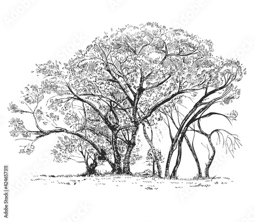 Hand drawn sketch black and white of tree, leaf, plant, branch. Vector illustration. Elements in graphic style label, card, sticker, menu, package. Engraved style.